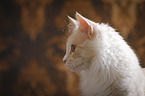 Maine Coon Portrait