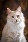 Maine Coon Portrait