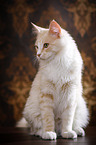 sitting Maine Coon