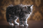 Kitten makes cat hump