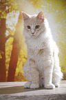 sitting Maine Coon