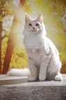 sitting Maine Coon