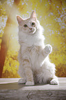 sitting Maine Coon