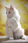 sitting Maine Coon