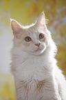 Maine Coon Portrait
