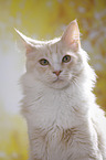 Maine Coon Portrait