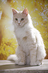 sitting Maine Coon
