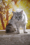 standing Maine Coon
