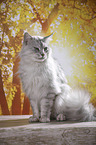sitting Maine Coon