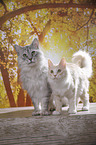 standing Maine Coon