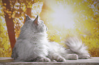lying Maine Coon tomcat