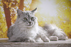 lying Maine Coon tomcat