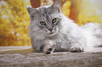 lying Maine Coon tomcat