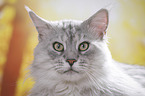 Maine Coon Portrait