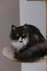 Maine Coon