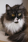 Maine Coon