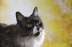 Maine Coon Portrait