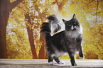 standing Maine Coon