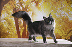 standing Maine Coon