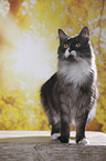 standing Maine Coon