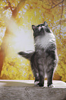 standing Maine Coon