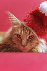 Maine Coon Portrait