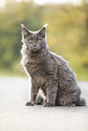 sitting Maine Coon