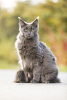 sitting Maine Coon