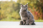 sitting Maine Coon