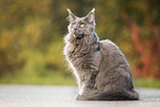 sitting Maine Coon