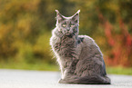 sitting Maine Coon