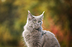 Maine Coon Portrait