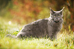 Maine Coon