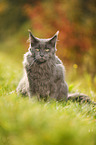 sitting Maine Coon
