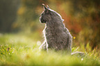 sitting Maine Coon