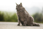 sitting Maine Coon