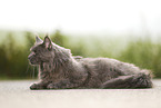lying Maine Coon