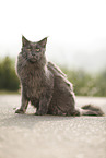 sitting Maine Coon