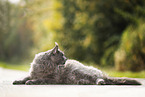 lying Maine Coon