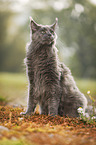 sitting Maine Coon