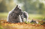 lying Maine Coon