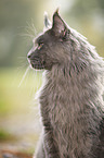 Maine Coon Portrait