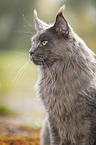 Maine Coon Portrait