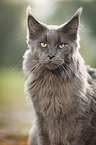 Maine Coon Portrait