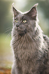 Maine Coon Portrait