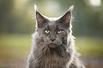 Maine Coon Portrait