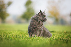 sitting Maine Coon