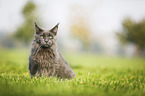 sitting Maine Coon