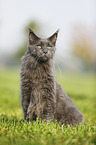 sitting Maine Coon