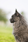 Maine Coon Portrait